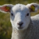 lamb-3431395_1280